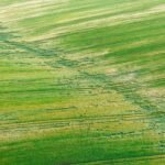 How Climate-Resilient Crops Are Changing Cereal Bowls